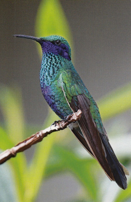 Kolibri (postikortti)