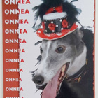 "Koira juhlahatussa"-KULKEMATON POSTIKORTTI - pikkukuva 1