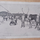 ivalo, poroja Ivalossa, mv pk, p. 1923 - pikkukuva 1