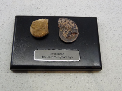 AMMONITES 400 - 65 MILLION YEARS AGO