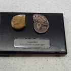AMMONITES 400 - 65 MILLION YEARS AGO - pikkukuva 1