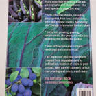 Matthew Biggs : Complete book of vegetables, herbs and fr... - pikkukuva 2
