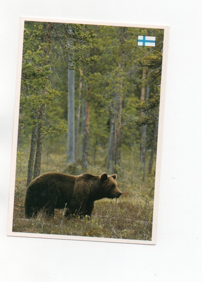 KULKEMATON °°KARHU METSÄN SIIMEKSESSÄ°° -KORTTI