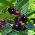 Kehtokuusama (Lonicera involucrata), siemeniä 40 kpl - pikkukuva 2