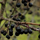 Mantsurianpaatsama (Rhamnus davurica), siemeniä 40 kpl - pikkukuva 2
