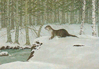 Postikortti, Eläinaihe, eläimet ,saukko