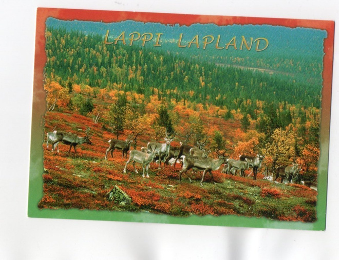 "°LAPPI....POROT & RUSKAMAISEMA°" -KORTTI /(Jämsén..Lapland)