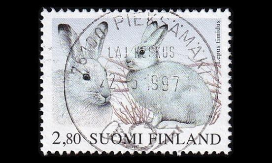 1375 o Metsäjänis Pieksamäki 22.5.97 (1997)