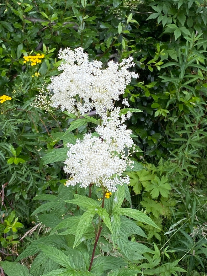 Mesiangervo (Filipendula ulmaria), siemeniä 100 kpl