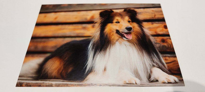 SHETLANNINLAMMASKOIRA *UUSI*