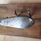 Kuusamo Räsänen Finland 9cm - pikkukuva 1