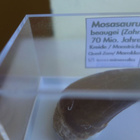 HAMMAS Dinosaurus ajalta on 70 Milj vuotta vanha - pikkukuva 2