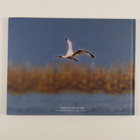 Black-faced Spoonbill : Conservation of birds postage sta... - pikkukuva 2