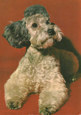 PUDEL " VILLAKOIRA "  POSTIKORTTI