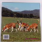 Dogs - Hunde, Chiens, Cani, Perros, Honden - pikkukuva 2
