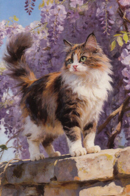 Kissa kiviaidalla