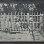 v. 1910 Korkeasaari Helsinki - pikkukuva 1