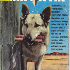 Lassie 5/1963 - pikkukuva 2