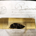 Natura Obscura – Entomologinen näyte no. 326 - pikkukuva 2