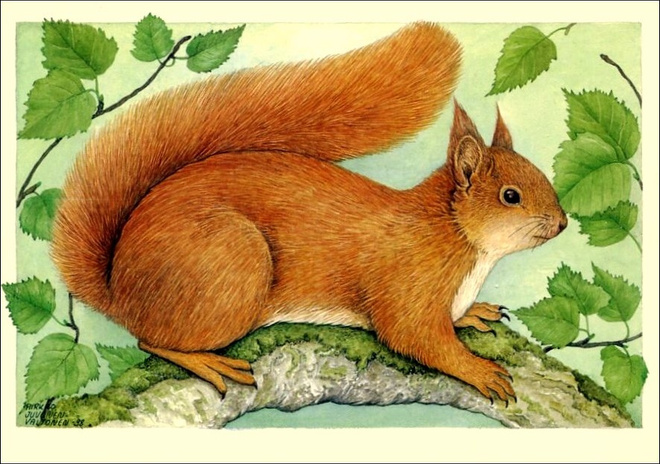 Pirkko Juvonen-Valtonen, ORAVA, käyttämätön