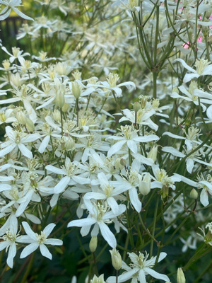 Pensaskärhö ’Purpurea’ , siemeniä 40 kpl