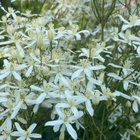 Pensaskärhö ’Purpurea’ , siemeniä 40 kpl - pikkukuva 1