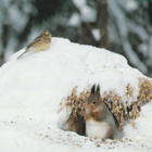 Postikortti, ORAVA JA KELTASIRKKU, Luonto-Liitto kortti - pikkukuva 1