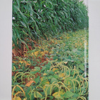 B. B. Singh : Advances in cowpea research - pikkukuva 2
