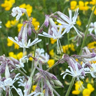 Nuokkukohokki (Silene nutans), siemeniä 50 kpl - pikkukuva 2