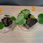 Begonia taimia - pikkukuva 1