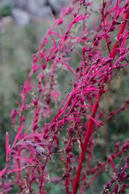 Kesäsypressi (Bassia scoparia), siemeniä 50 kpl