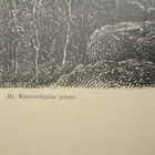 VANHA Gravyyri Munsterhjelm Roine Kangasala 1887 TilgmannISO - pikkukuva 2