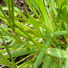 Tuoksusimake, siemeniä 50 kpl - pikkukuva 2