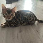 kissa - pikkukuva 3