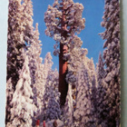 KINGS CANYON NATIONAL PARK, CALIFORNIA - KANSALLISPUISTO - pikkukuva 1
