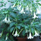 Pasuunakukka Brugmansia pistokastaimi - pikkukuva 3