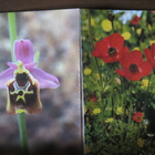 Flowers of Israel -postikorttivihko - pikkukuva 2