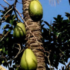 Pullokapokkipuu (Ceiba speciosa), siemeniä 20 kpl - pikkukuva 2