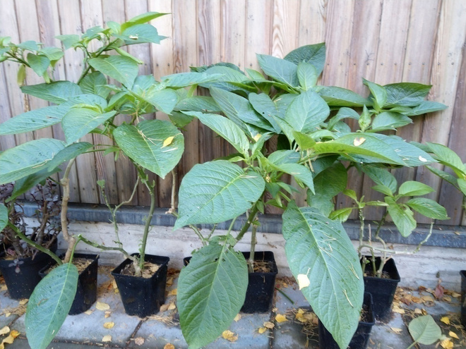 Pasuunakukka Brugmansia pistokastaimi
