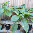 Pasuunakukka Brugmansia pistokastaimi - pikkukuva 1