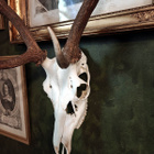 Valtavan kookas saksanhirven (Cervus elaphus) kallo - pikkukuva 5