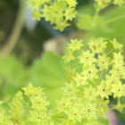 Jättipoimulehti (Alchemilla mollis), siemeniä 50 kpl - pikkukuva 2