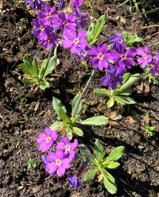Jauhoesikko (Primula farinosa), siemeniä 50 kpl