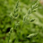 Koiranheinä (Dactylis glomerata), siemeniä 50 kpl - pikkukuva 1