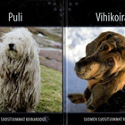Suomen suosituimmat koirarodut - pikkukuva 4