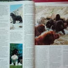 Hundsport 4&6-93; Raser, berättelser mm - pikkukuva 3