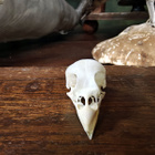 Linnun kallo (Ploceus cucullatus), Afrikka - pikkukuva 3