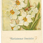 Ramstedt Paletti Kukkasarja 3 (kenttäpostia) - pikkukuva 1