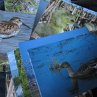 Matsalu Linnud / Matsalu Birds / Korttisarja / Kuvasarja - pikkukuva 4
