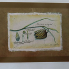 Leena Airikkala: Fritillaria meleagris (White Vanilla LA-110 - pikkukuva 1